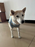 拉維佩特（LOVINGPET）寵物狗絕育手術(shù)服 大中小型犬絕育衣服狗狗術(shù)后服公狗母狗絕育服 淺藍(lán)色 L 建議18-30斤 曬單實(shí)拍圖