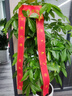 仙植緣【2小時(shí)同城配送】2米大型發(fā)財樹(shù)盆栽綠植辦公室客廳開(kāi)業(yè)喬遷送禮 |約1.75米|步步高發(fā)財樹(shù)|白瓷盆 專(zhuān)車(chē)送貨 更快更好 曬單實(shí)拍圖