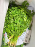 皓謙黃花菜新鮮金針菜涼拌時(shí)令蔬菜產(chǎn)地農家野菜 500g 曬單實(shí)拍圖