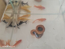 冷水血鸚鵡錦鯉金魚(yú)好養耐活金魚(yú)黑眼草金葡萄眼中國紅鸚鵡招財 精選10-12cm錦鯉和鸚鵡四色7條 曬單實(shí)拍圖
