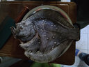 鹿凌青多寶魚(yú)【 鮮活發(fā)貨】現捕現發(fā) 冰鮮偏口魚(yú)八寶魚(yú)大菱鲆 比目魚(yú) 6條（1.1-1.2斤/條）包鮮不包活 【足稱(chēng)】支持驗稱(chēng) 曬單實(shí)拍圖