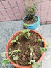 唯友大花天竺葵盆栽重瓣四季垂吊開(kāi)花直立花卉庭院陽(yáng)臺帶花苞發(fā)貨花苗 日碗 曬單實(shí)拍圖