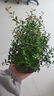 小葉赤楠盆景老樁金絲楠木盆栽綠植室內辦公室綠植物四季好養G1JW 赤楠+舍得陶瓷盆+復古底座+苔鮮 【1盆裝】嘗鮮裝 曬單實(shí)拍圖