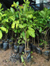正宗嫁接紅毛丹樹(shù)苗南方種植當年結果毛荔枝苗地栽盆栽果樹(shù)苗 紅毛丹荔枝兩年苗 50cm(含)-60cm(不含) 曬單實(shí)拍圖