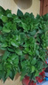 綠有意綠蘿盆栽室內植物花卉綠植水培長(cháng)藤垂吊大葉綠籮新房家用吸除甲醛 120紅加倫吸水綠蘿10盆+壺+10肥 帶盆帶土發(fā)貨 曬單實(shí)拍圖