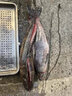 甄樽全自動殺魚機商用片魚機大型開肚開背去鱗宰魚機黑魚羅非魚鰱魚殺魚機開背機魚片機菜市場酒店 豪華去鱗開背或開肚【2-8】可選 曬單實拍圖