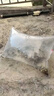 大鯽魚(yú)苗淡水養殖黃金鯽土鯽工程鯽中科五號鯽魚(yú)苗高背鯽活體批發(fā)小魚(yú)苗 大鯽魚(yú)苗（4-6cm 110條）送10%防損 曬單實(shí)拍圖