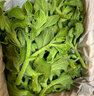 京營(yíng)新鮮冰草冰菜輕食沙拉菜火鍋食材生吃即食涼拌菜現摘蔬菜整箱批發(fā) 【順豐速發(fā)+精選冰草+送醬】 2斤 曬單實(shí)拍圖