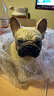 安言仿真法國斗牛犬擺件可愛(ài)法斗小狗狗動(dòng)物模型雕塑工藝品裝飾品禮物 淺棕色 大號17.5x17x11cm 曬單實(shí)拍圖