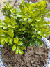 香水米蘭花盆栽帶花苞老樁樹(shù)苗花卉綠植室內陽(yáng)臺好養耐熱驅蚊植物 香水米蘭50厘米（原盆）帶花 含盆 曬單實(shí)拍圖