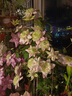 鐵線(xiàn)蓮大苗盆栽藤本爬藤花卉重瓣陽(yáng)臺庭院攀援四季植物帶盆發(fā)貨 晝天使 曬單實(shí)拍圖