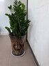 胡麗綠植盆栽金錢樹綠蘿發(fā)財(cái)樹綠植客廳大盆栽大型綠植辦公室室內(nèi)植物 金錢樹80cm-1米含陶瓷盆 曬單實(shí)拍圖