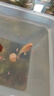 魚(yú)官兒短鯛活體金波子蘭波子玻利維亞鳳凰荷蘭鳳球淡水熱帶魚(yú)小型觀(guān)賞魚(yú) 金波子2只（1-1.5cm） 曬單實(shí)拍圖