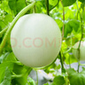 京鮮氣玉菇甜瓜 新鮮冰淇淋香瓜當(dāng)季軟糯香甜白玉菇甜瓜整箱禮盒 甄選優(yōu)+2枚【實(shí)惠無禮盒】 曬單實(shí)拍圖