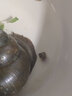云映漁舟微山湖特大田螺新鮮鮮活活的大貨脆皮螺螺絲螺螄肉商用螺螄粉薄皮 特大脆皮田螺 1500g 曬單實(shí)拍圖