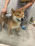 格倫仕寶狗狗沐浴露貓咪泰迪金毛幼犬寵物洗澡香波沐浴乳 稀釋瓶500Ml 曬單實(shí)拍圖