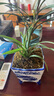 劉閣蘭花冬帶花苞出售 九仙牡丹 精品春蘭花苗奇花品種好養(yǎng)花卉綠植盆栽 2苗連體裸根當年開花 曬單實拍圖