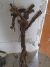 藝觀(guān)園嫁接妮娜皇后葡萄樹(shù)苗公主女皇王后南方北方種植盆栽地栽特大葡萄7年優(yōu)質(zhì)苗結果多 曬單實(shí)拍圖