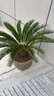 蘇藝緣大鐵樹(shù)盆景鐵樹(shù)苗植物盆栽蘇鐵苗大鐵樹(shù)庭院陽(yáng)臺室內綠植四季常青 優(yōu)質(zhì)苗球莖16-18厘米 不含盆 曬單實(shí)拍圖
