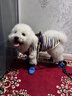 寵物貓咪比熊小型犬泰迪狗狗衣服秋冬裝春夏裝薄款背心多彩條紋熊 B10紅-紅條秋千熊 XXL(建議11-16斤) 曬單實(shí)拍圖