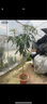 芒果苗樹(shù)嫁接特大金煌芒四季紅貴妃芒果樹(shù)苖當年結果帶土地栽盆栽 5年苗【品種留言】 90cm(含)-99cm(含) 曬單實(shí)拍圖