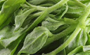 農(nóng)大姐妹順豐速運(yùn) 新鮮冰菜 冰草  新鮮蔬菜現(xiàn)摘冰葉 冰花 即食沙拉菜 1斤 曬單實(shí)拍圖