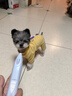 華元寵具（hoopet）寵物剃腳毛器貓咪剃毛器腳掌腳底修剪毛神器剃刀狗狗毛推子電推剪 曬單實(shí)拍圖