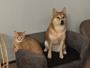 愛肯拿（ACANA）狗糧 鴨肉梨成犬幼犬 低敏去淚痕 全價(jià)通用原裝進(jìn)口糧2kg效期26/7 曬單實(shí)拍圖