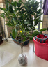 愛(ài)優(yōu)尚桂花樹(shù)苗四季桂盆栽可食用開(kāi)花香室內外陽(yáng)臺客廳羅馬盆源頭直發(fā) 曬單實(shí)拍圖