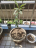 爾瀾帶盆栽好嫁接大五星枇杷樹(shù)苗露天庭院陽(yáng)臺種植果樹(shù)苗木源頭直發(fā) 曬單實(shí)拍圖