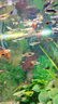 勛貍粑 魚(yú)缸背景紙水族箱壁紙3D高清背景畫(huà)立體裝飾貼畫(huà)仿真底 80cm高152cm長(cháng) 曬單實(shí)拍圖
