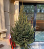 真圣誕樹(shù)真樹(shù)盆栽真正的圣誕樹(shù)香松樹(shù)挪威云杉樹(shù)苗鮮活的室內綠植 1.8-2米高圣誕樹(shù)真樹(shù)+盆+裝飾 【精品樹(shù)形】 曬單實(shí)拍圖