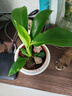 大葉金鉆綠公主四季常青吸甲醛室內綠植可水培凈化空氣易活好養 大葉金鉆+早安盆 1盆（約15厘米左右） 曬單實(shí)拍圖