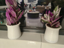 婚禮油畫(huà)室內辦公室花卉綠植好養紫葉吊蘭觀(guān)葉耐陰植物 （2盆裝）油畫(huà)配小蠻腰吸水盆 曬單實(shí)拍圖