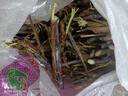 紫色紅象草種節(jié)正宗皇竹草紅色無毛甜象草多年生四季耐寒牧草卓天 紅象草100芽（50根雙芽） 曬單實拍圖