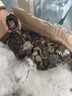 櫻霞 多肉植物花卉盆栽多肉小盆栽肉肉花多肉植物 隨機60棵多肉+八角盆 曬單實(shí)拍圖