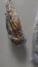 漁游記 印尼小青龍蝦凈重1.6-2斤/2只 超大龍蝦 花龍海鮮冷凍大蝦蝦類 曬單實(shí)拍圖