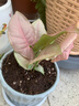 繽賢紅粉佳人紫砂陶瓷盆桌面小盆栽合果芋彩葉芋粉色戀人室內觀(guān)賞美觀(guān) 紅粉佳人（原盆原土） 曬單實(shí)拍圖
