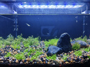 YEE魚(yú)缸燈防水超亮led魚(yú)缸裝飾造景燈架魚(yú)缸水草燈專(zhuān)業(yè)級照明燈10w 曬單實(shí)拍圖