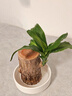 網(wǎng)紅款巴西木幸運木水培植物開(kāi)花盆栽花卉綠植室內好養易活 巴西木+白盤(pán) 巴西木高10cm[水培]帶芽+營(yíng)養液 曬單實(shí)拍圖