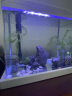SEA STAR生态海 星小鱼缸客厅小型水族箱创意迷你玻璃家用懒人造景LED灯 500F标配（带20件套） 实拍图