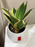 植男植女虎皮蘭盆栽綠植室內好養凈化空氣虎尾蘭源頭直發(fā) 曬單實(shí)拍圖