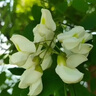 QCDD紫穗槐種子荒山綠化斜邊坡公路河堤護坡固土草種刺槐植物灌木草籽 刺槐種子1斤 曬單實拍圖