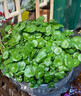 鑫干和銅錢(qián)草水培盆栽室內室外花卉金錢(qián)草綠植吸綠植花草植物 銅錢(qián)草【一盆不含盆約300株】帶葉 曬單實(shí)拍圖