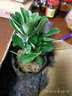 御卉閣 沙漠玫瑰苗室內盆栽觀(guān)葉觀(guān)花植物辦公室桌面綠植花卉好養易活 金紅 6年苗30--35厘米高 曬單實(shí)拍圖