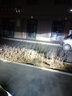 適用于07-20款斯柯達新明銳汽車(chē)前大燈led遠光燈近光燈遠近一體霧燈高亮聚光白燈泡改裝車(chē)燈 07-14款明銳 遠光【一對】 對裝 曬單實(shí)拍圖