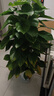 愛(ài)優(yōu)尚大葉綠蘿柱盆栽客廳大型綠植辦公室內除甲醛凈化空氣綠籮源頭直發(fā) 曬單實(shí)拍圖