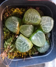 黃金玉露多肉植物金黃色燈芯十二卷高檔肉肉辦公桌室內陽(yáng)臺 西瓜壽+日月潭+冰城+月影壽 曬單實(shí)拍圖