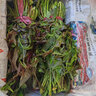 香椿芽新鮮野生頭茬紅油嫩芽露天冷鏈現(xiàn)貨3斤當(dāng)季野菜春芽香椿菜 優(yōu)選香椿芽3斤裝 曬單實(shí)拍圖