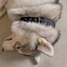 珊野狗狗項(xiàng)圈中大型猛犬專用頸圈可調(diào)節(jié)防脫狗脖圈金毛德牧馬犬狗脖套 M項(xiàng)圈(建議20-50斤) 黑色 項(xiàng)圈 曬單實(shí)拍圖